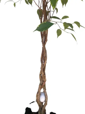 Ficus Benjamina "Golden King Weeping Fig" Braided Stem  20cmPot