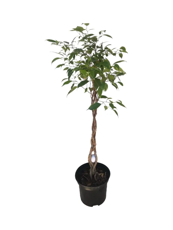 Ficus Benjamina "Golden King Weeping Fig" Braided Stem  20cmPot