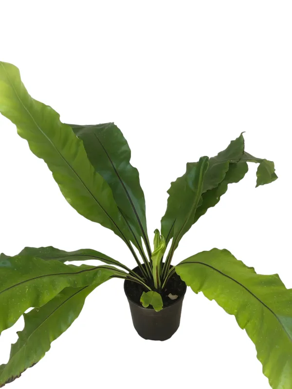 Asplenium Nidus "Birds Nest Fern" 20cmPot