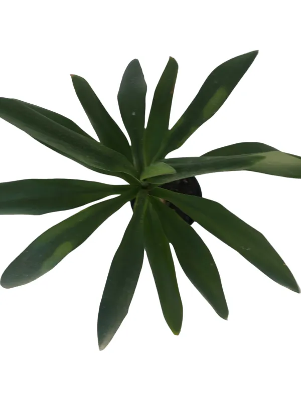 Dracaena Glauca "Dracaena fragrans" 14cmPot