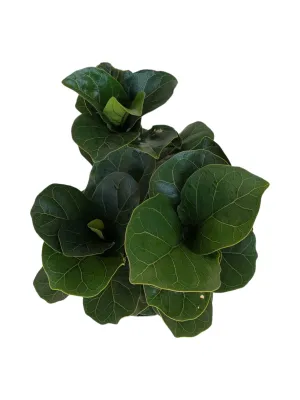 Ficus Lyrata "Fiddle Leaf Fig" 19cmPot