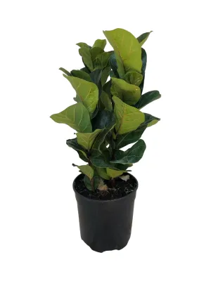 Ficus Lyrata "Fiddle Leaf Fig" 19cmPot