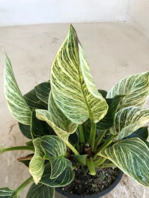 Philodendron Erubescens "Variegated Birken" 16.5cmPot