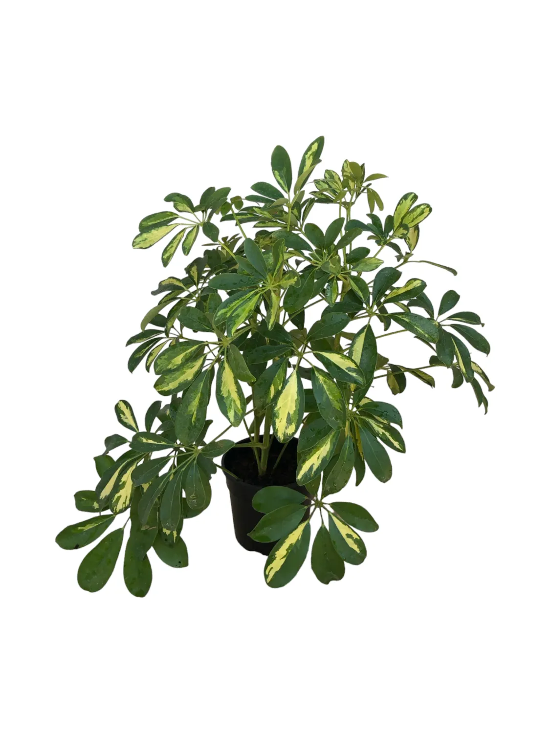 Schefflera Arboricola "Umbrella Plant" 14cmPot