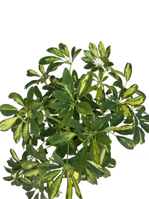 Schefflera Arboricola "Umbrella Plant" 14cmPot