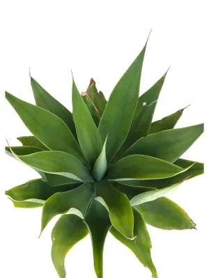 Agave Attenuata "Lion's Tale Agave" 10Liter
