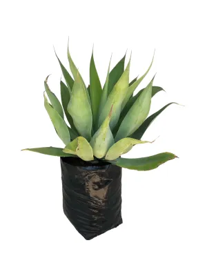 Agave Attenuata "Lion's Tale Agave" 10Liter