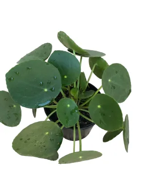 Pilea Peperomioides "Coin Plant" 12cmPot
