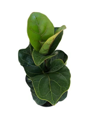 Ficus Lyrata "Fiddle Leave Fig" 14cmPot