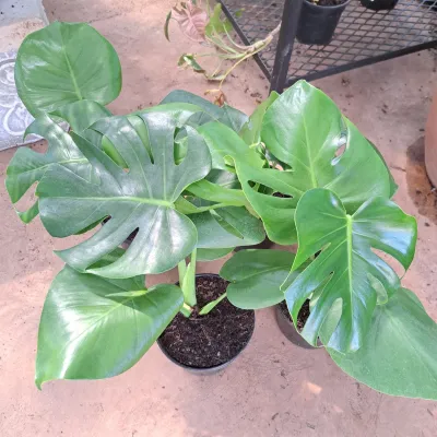 Monstera Deliciosa "Swiss Cheese Plant" 19cmPot