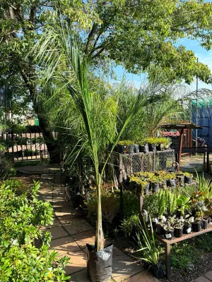 Cocos Nucifera "Cocos Palm" 20Liter 3-4 meters tall