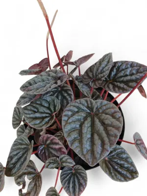 Peperomia Caperata "Emerald Ripple" 15cmPot