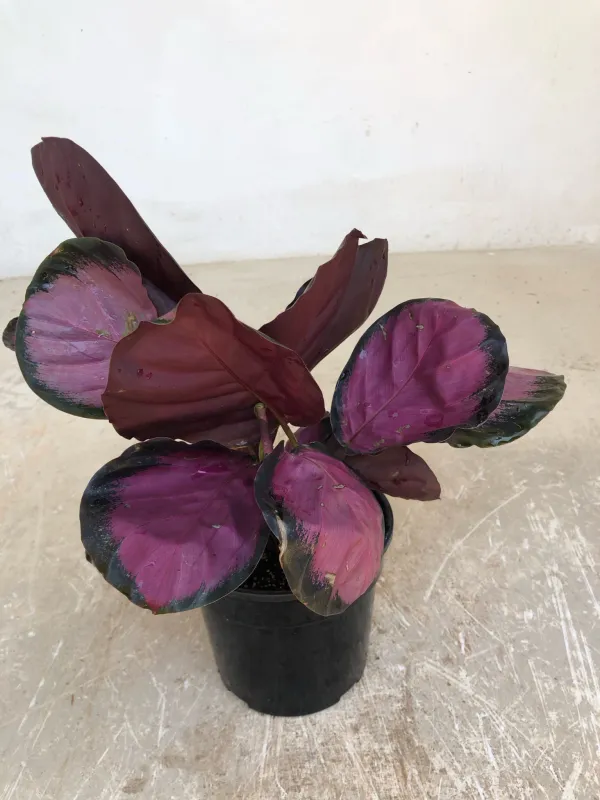 Calathea Red Rusco "Prayer Plant" 14cmPot