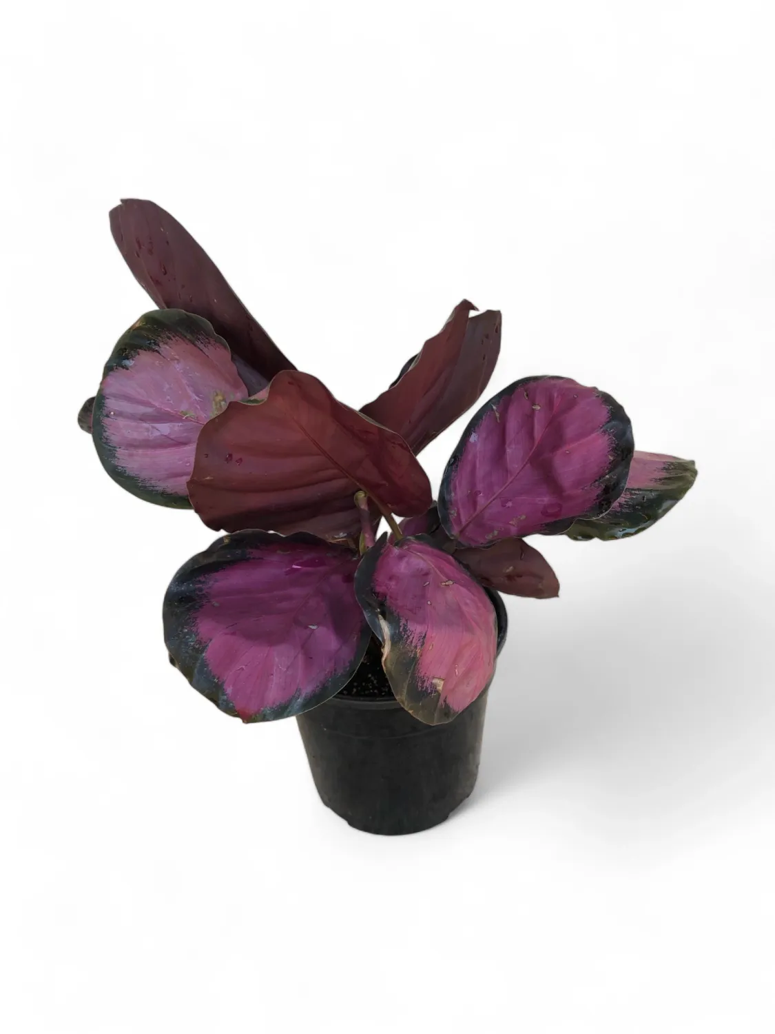 Calathea Red Rusco "Prayer Plant" 14cmPot