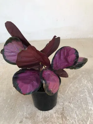 Calathea Red Rusco "Prayer Plant" 14cmPot