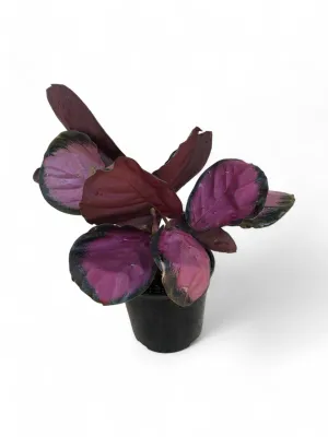 Calathea Red Rusco "Prayer Plant" 14cmPot