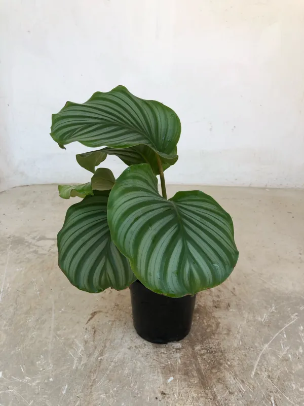 Goeppertia Orbifolia "Calathea Orbifolia" 14cmPot