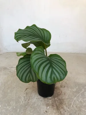 Goeppertia Orbifolia "Calathea Orbifolia" 14cmPot