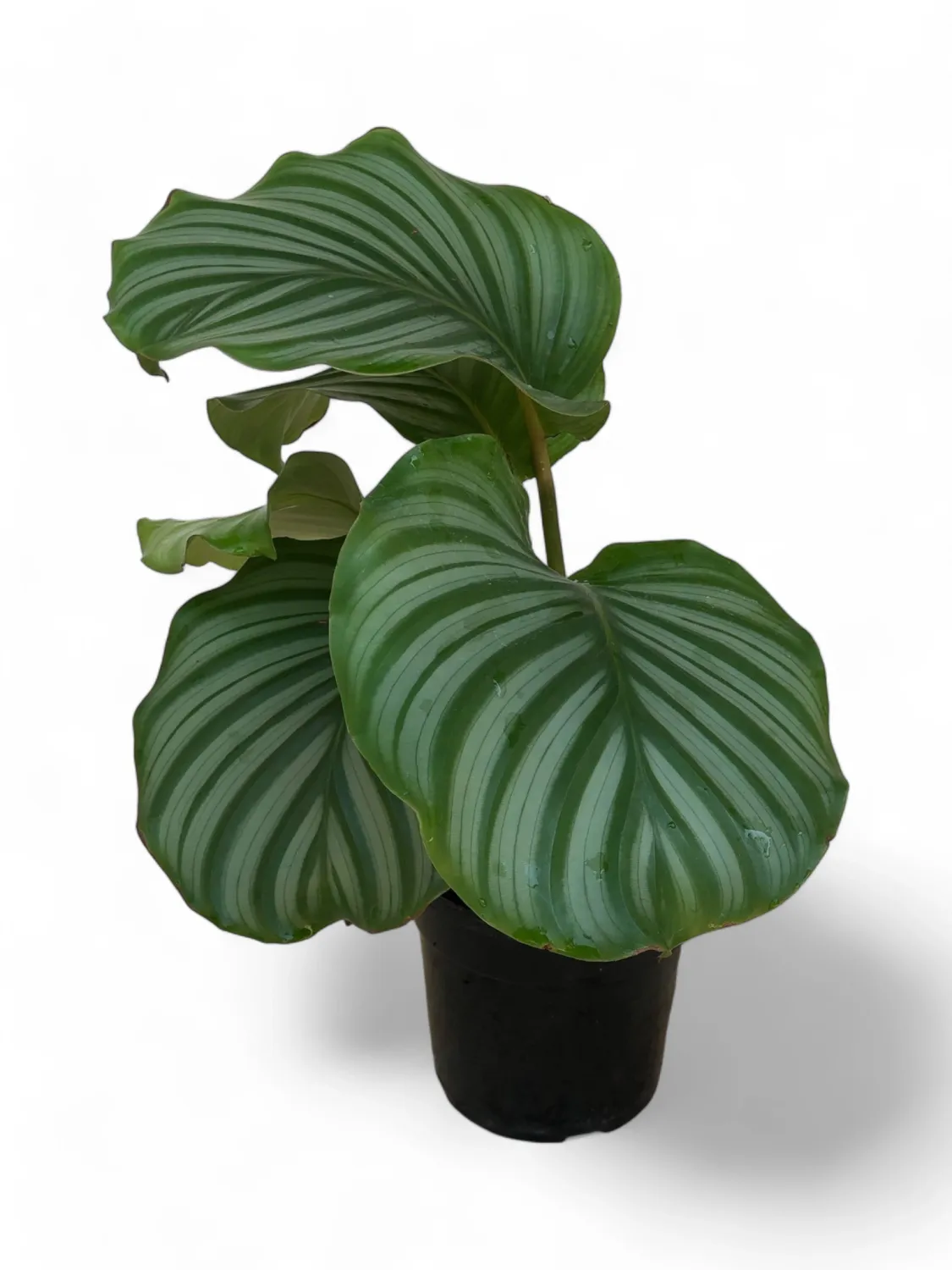 Goeppertia Orbifolia "Calathea Orbifolia" 14cmPot