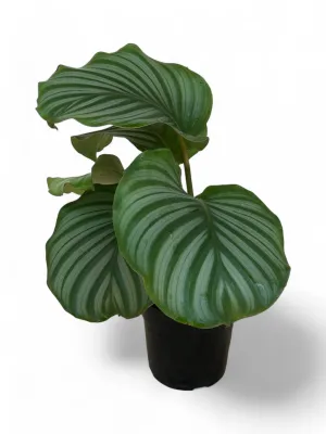 Goeppertia Orbifolia "Calathea Orbifolia" 14cmPot