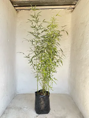 Bambusa Multiplex "Golden Goddess Bamboo" 20Liter