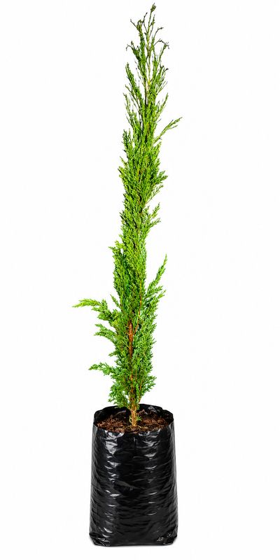 Juniperus Scopulorum "Sky Rocket Juniper" 20Liter