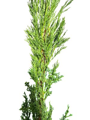 Juniperus Scopulorum "Sky Rocket Juniper" 20Liter