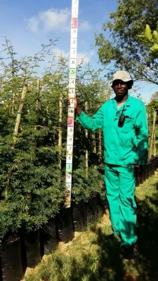 Acacia Galpinii "Monkey Thorn" 20Liter