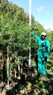 Acacia Sieberiana "Paper-Barked Thorn" 20Liter