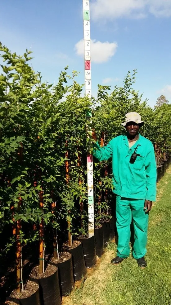 Celtis Africana "White Stinkwood" 20Liter