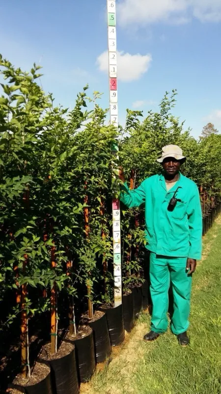 Celtis Africana "White Stinkwood" 20Liter