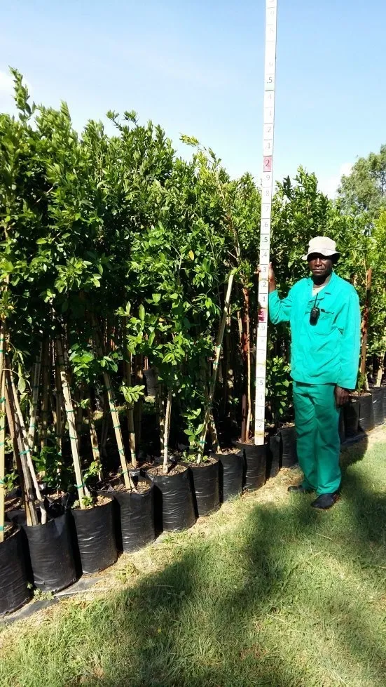 Combretum Erythrophylum "River Bush Willow" 20Liter