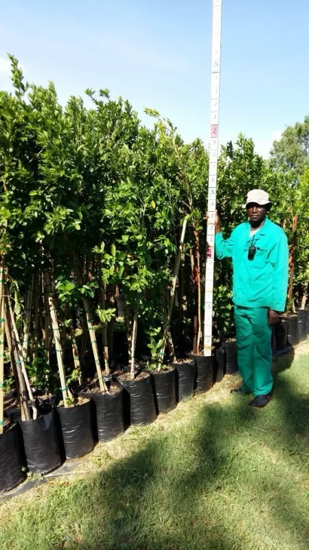 Combretum Erythrophylum "River Bush Willow" 20Liter