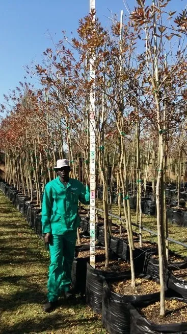 Combretum Erythrophylum "River Bush Willow" 100Liter