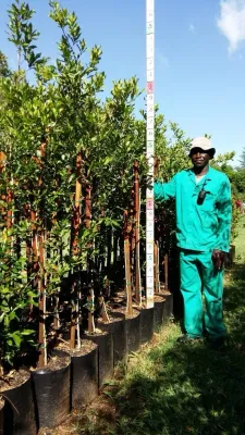 Combretum kraussii "Forest bushwillow" 20Liter