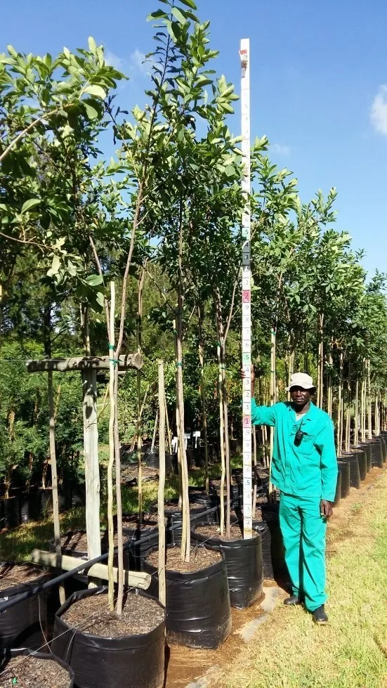 Dais Cotinifolia "Pompon Tree" 100Liter