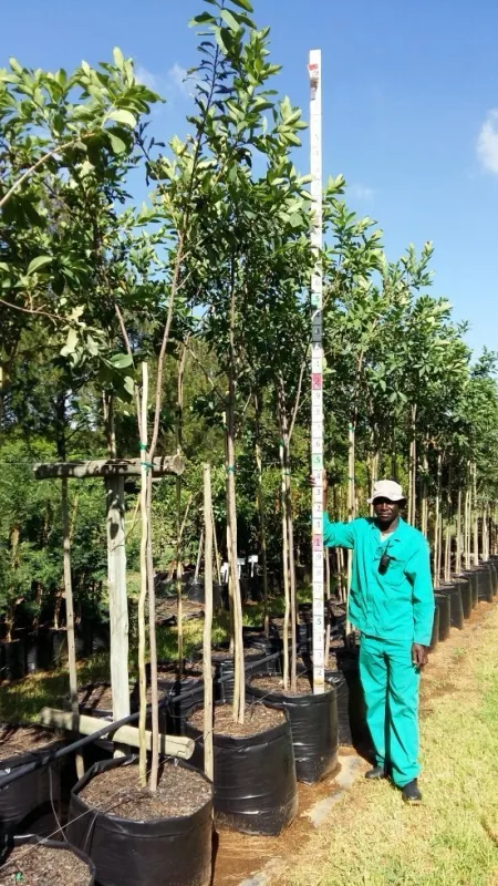 Dais Cotinifolia "Pompon Tree" 100Liter