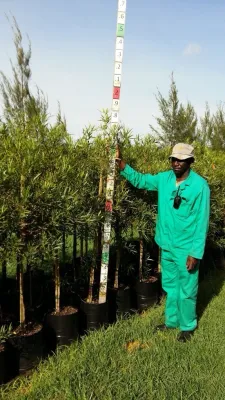 Searsia Lancea "Karee Tree" 20Liter Searsia Lancea "Karee Tree" 20Liter