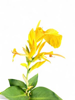 Canna x Generalis Cannova "Canna Lily" (Mixed Colours) 19cm