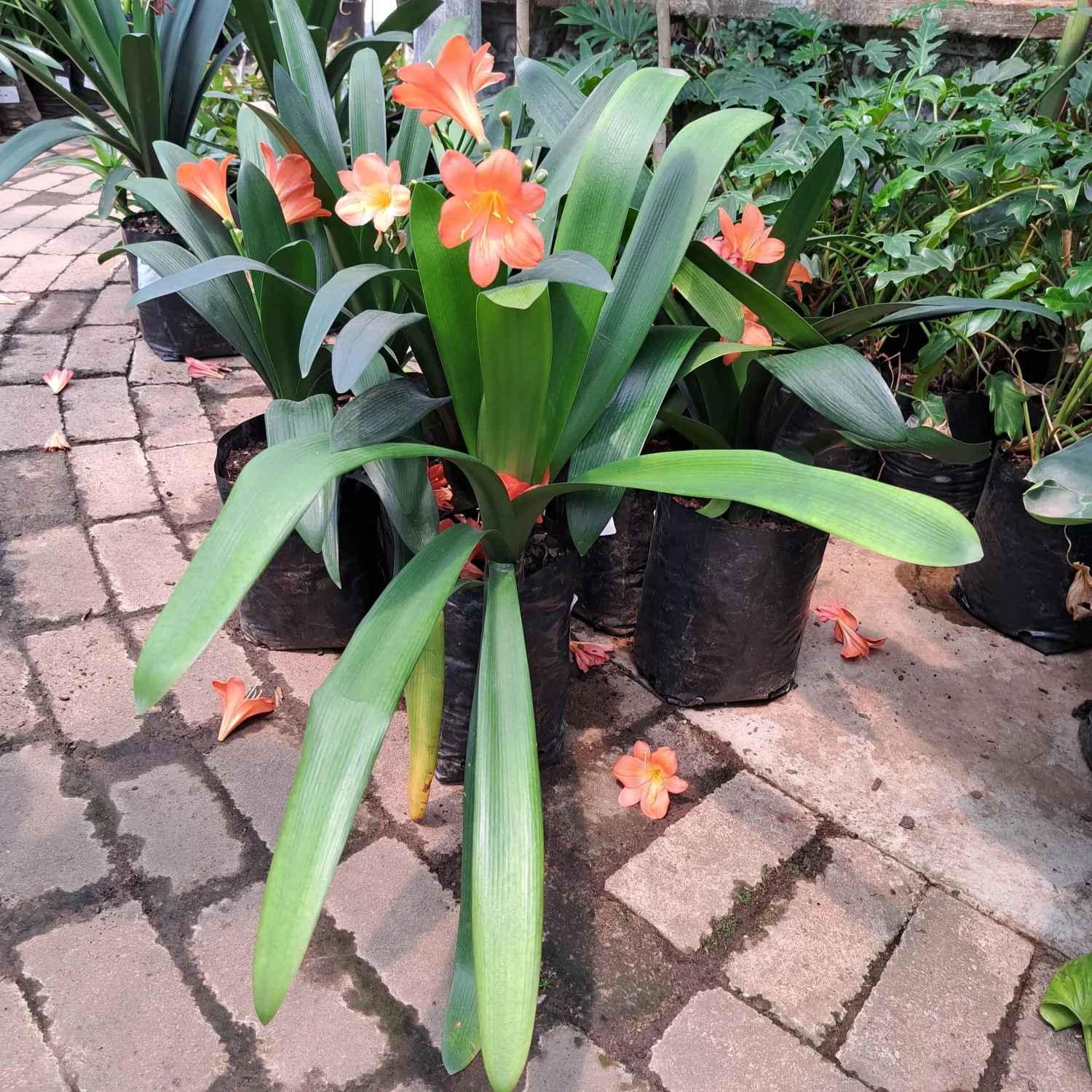 Clivia "Natal Lily"  5Liter