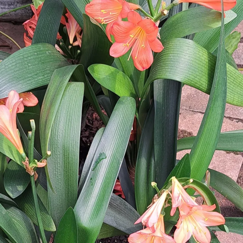 Clivia "Natal Lily"  5Liter