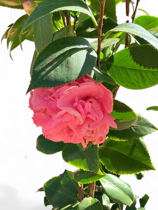 Camellia Japonica "William Bull Double" Pink 10Liter