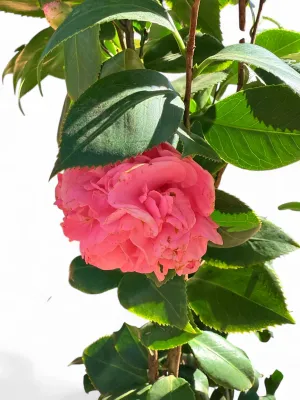Camellia Japonica "William Bull Double" Pink 10Liter