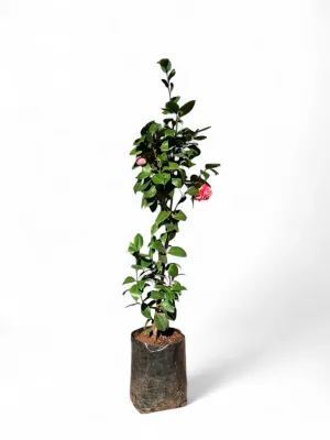 Camellia Japonica "William Bull Double" Pink 10Liter