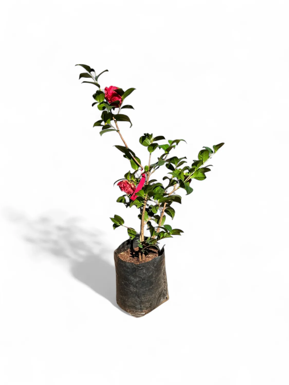 Camellia Japonica "Double Red" 10Liter