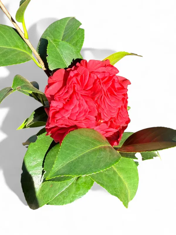 Camellia Japonica "Double Red" 10Liter