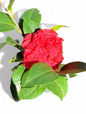 Camellia Japonica "Double Red" 10Liter