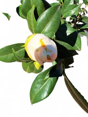 Camellia Japonica "Chow Chow" White 10Liter
