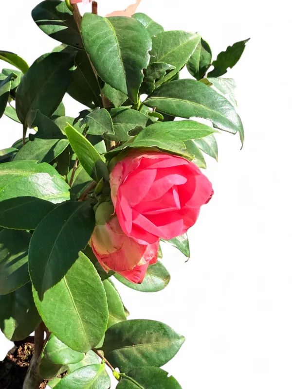 Camellia Japonica "Small Double Pink" 10Liter