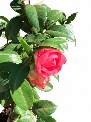 Camellia Japonica "Small Double Pink" 10Liter